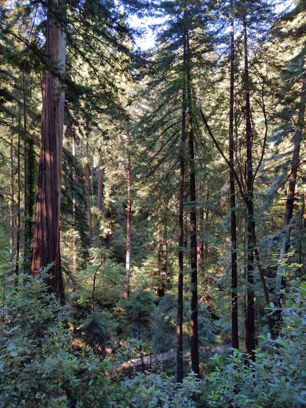 Redwood Canopy Tour, photo 1