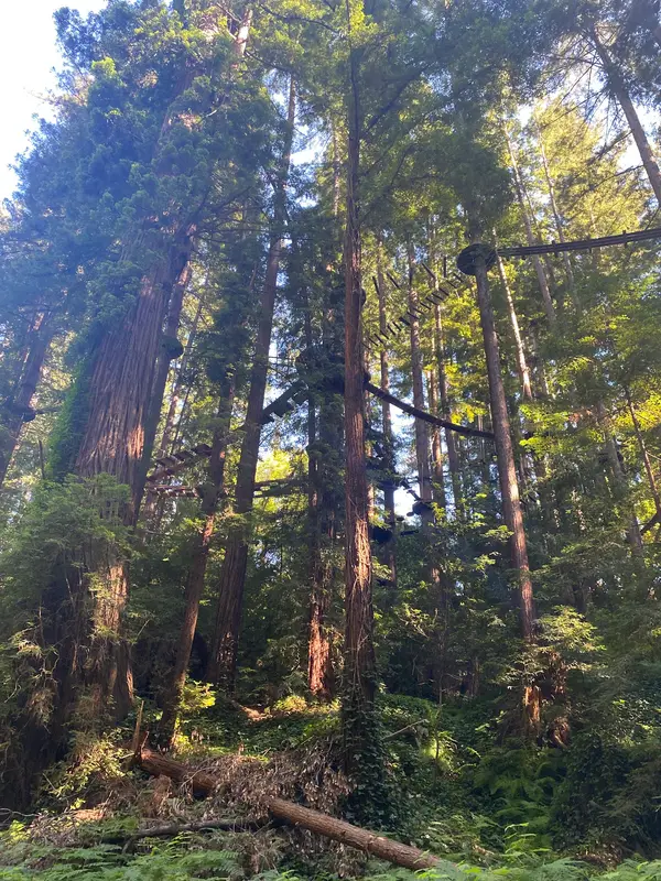 Redwood Canopy Tour, photo 3