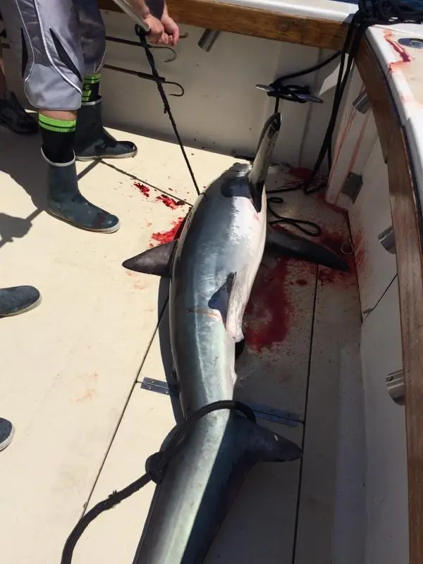 Reel Class Point Pleasant Fishing Charters, Point Pleasant, NJ