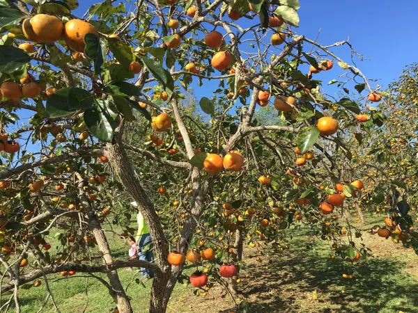 Reese Orchard, Starkville, MS