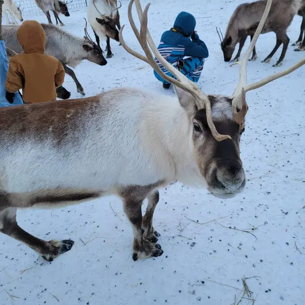 Reindeer Farm, Palmer, AK