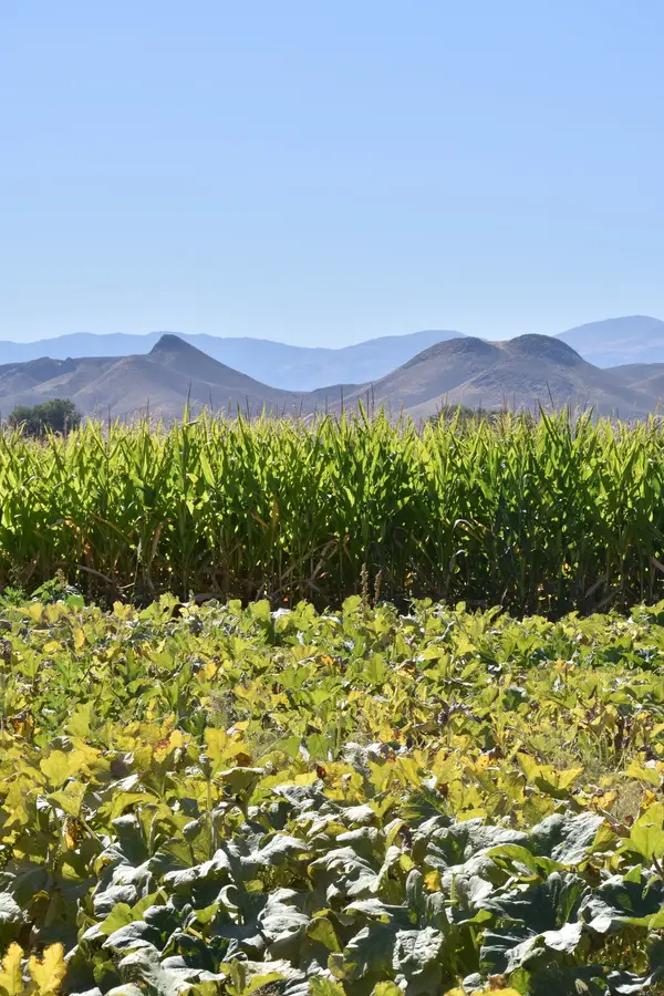 Renner Farm, Smith, NV