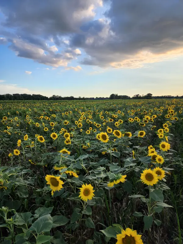 Reynold's Creek Game Bird Habitat Area