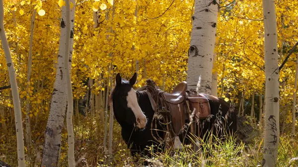 Rising K Ranch Horseback Rides