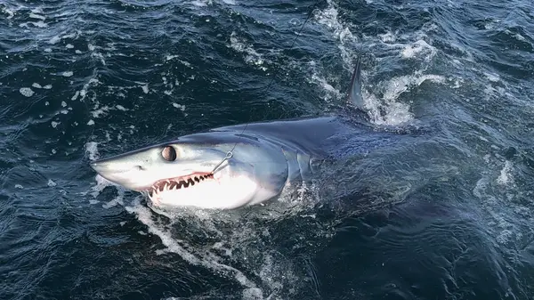 Rita B. Offshore Fishing Charters