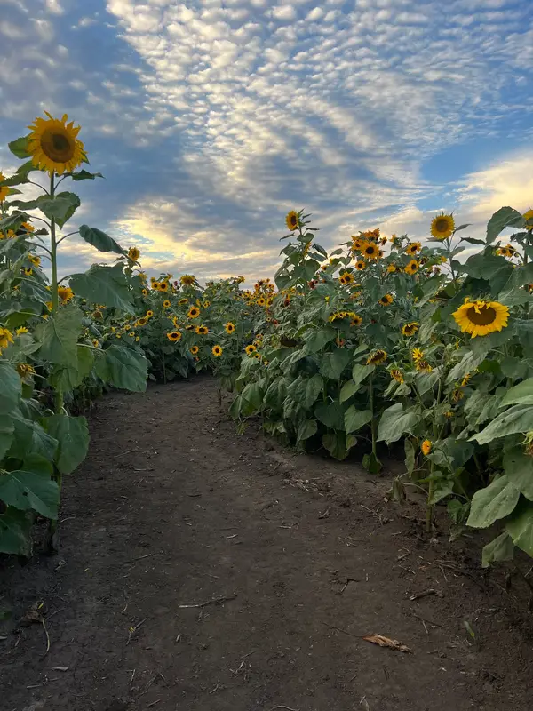 River View Veggie - Pumpkin Patch, Sunflowers, and Corn Maze, Faribault, MN
