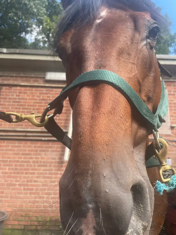 Riverdale Stables
