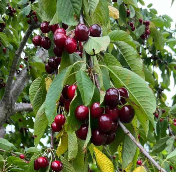 Robertson Orchards Cherry and Apple Pick Your Own Farm, Sturgeon Bay, WI