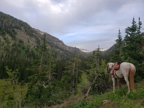 Robson Outfitters