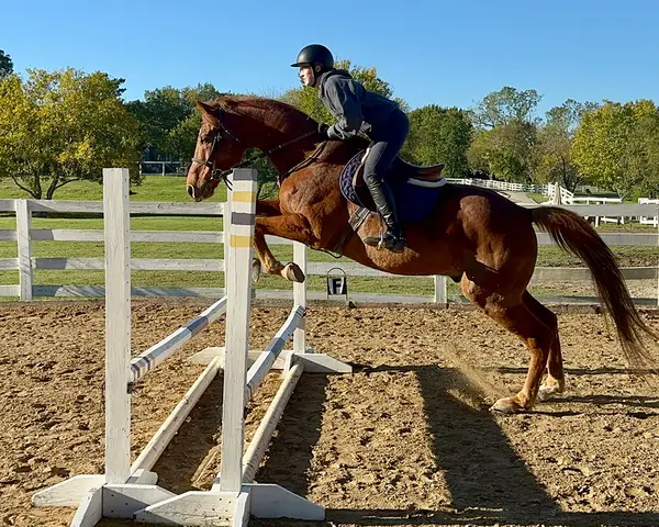Rocking J Stables, photo 1