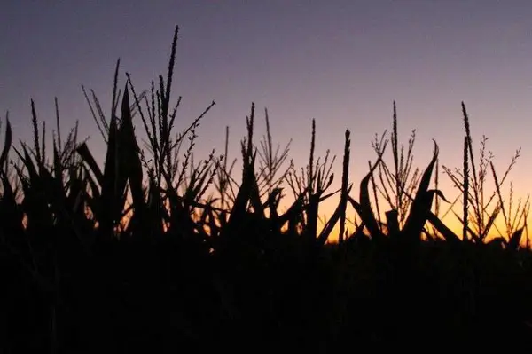 Rocky Creek Maze, Moulton, TX
