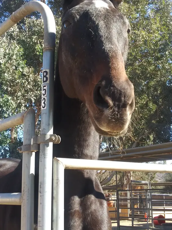 Rolling Hills Boarding Stables, photo 1