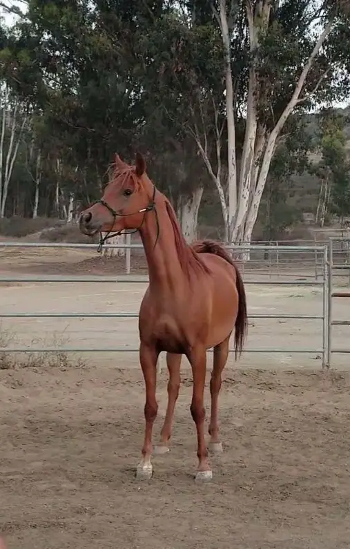 Rolling Hills Boarding Stables, photo 3