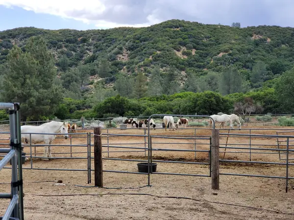 Running Horse Ranch, photo 2