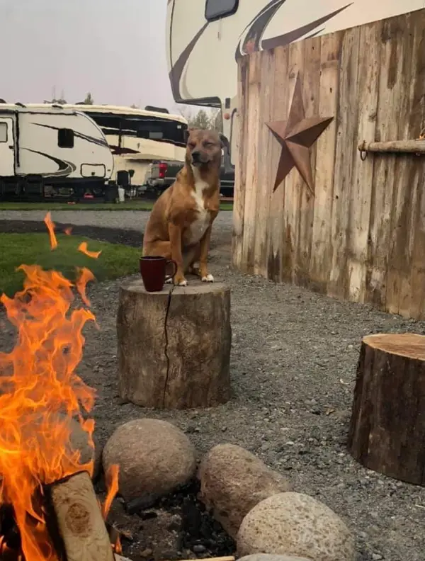 Rustic Edge RV Park and Cabins