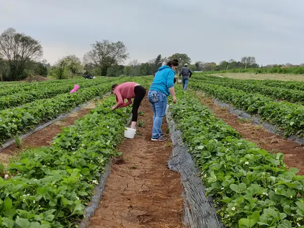 Rutherford Farm Strawberry, Maryville, TN
