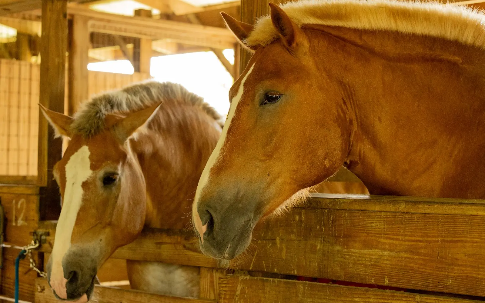 Ruxton's Ranch Rides