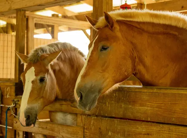 Ruxton's Ranch Rides