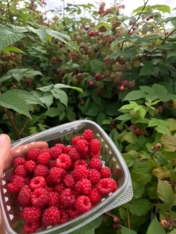 Sackett Family Farms, Sterling, AK