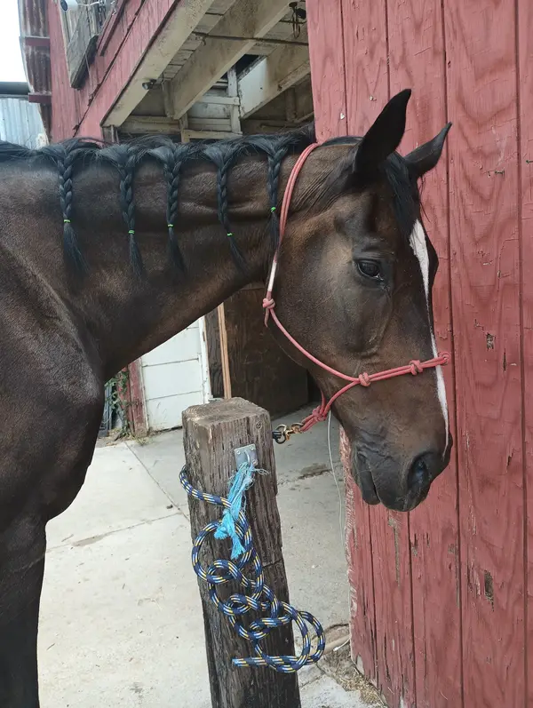 Sacramento's Craigmont Equestrian Center, photo 4