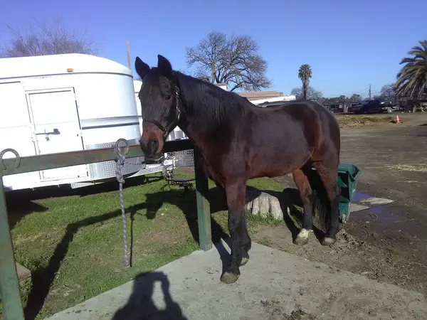 Sacramento's Craigmont Equestrian Center, photo 2