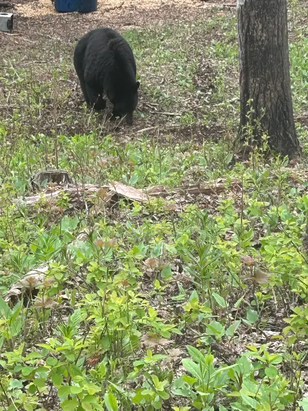 Saddle Hills Outfitting Ltd., photo 3