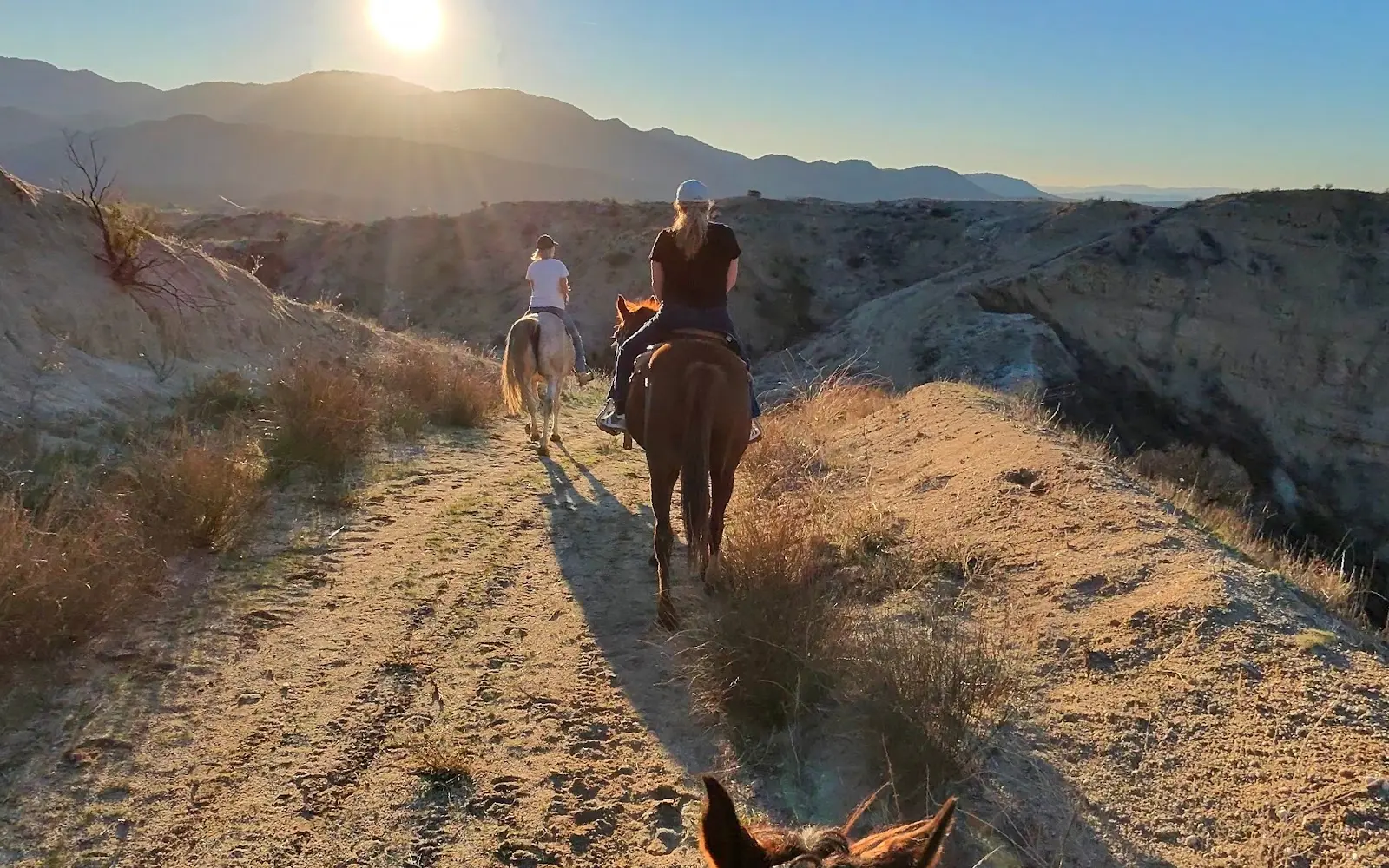 Saddle Up Wine Tours