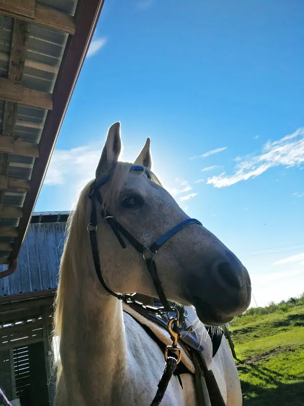 Saddlebrook Horse School