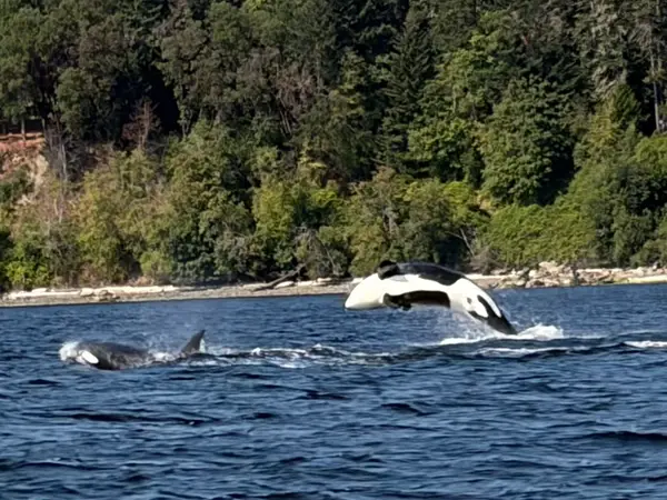 Salt Spring Adventure Co., photo 1