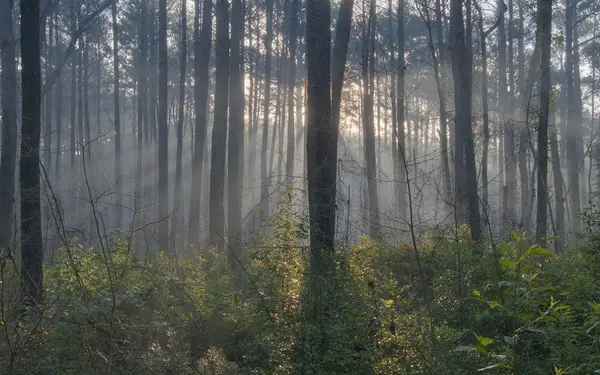 Sam Houston National Forest OHV