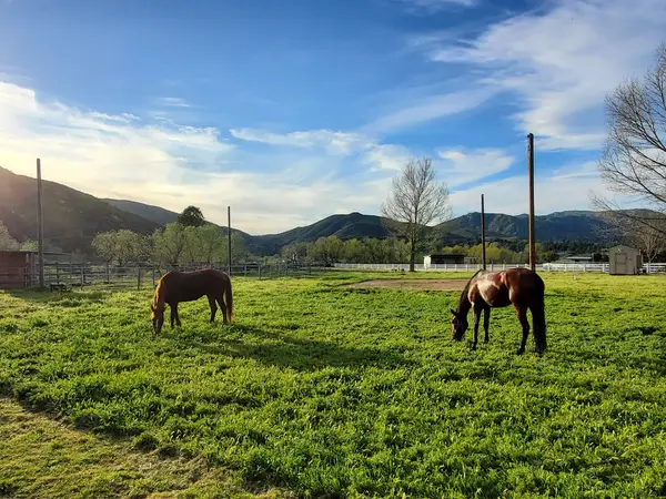 San Diego Horse Trail Riding, photo 3