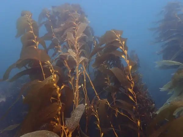 San Diego Scuba Guide