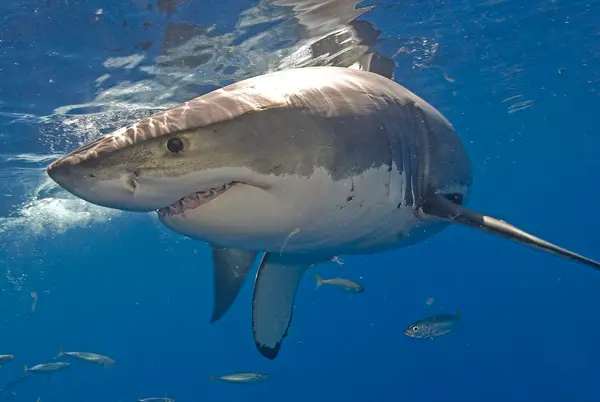 San Diego Shark Diving Expeditions