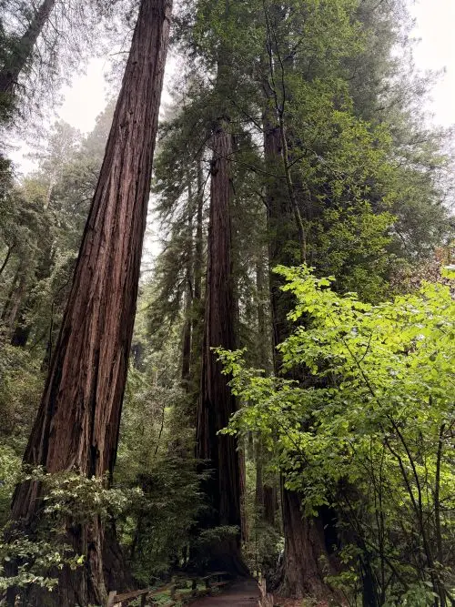 San Francisco Private Group Jeep Tours, photo 3
