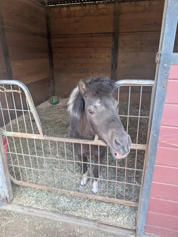San Pascual Stables, photo 1