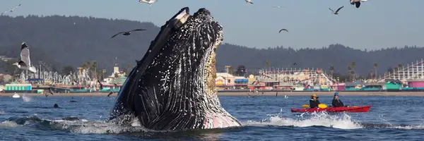 Sanctuary Cruises