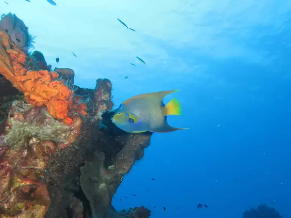 SCDiving - Scuba Diving & Water Sports