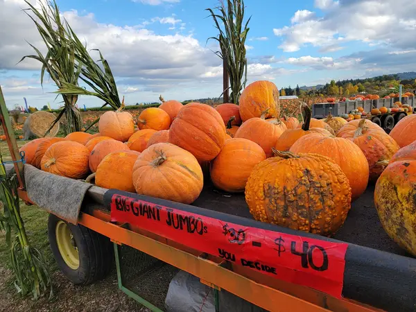 Scholls Ferry Farm Pumpkin Patch, Hillsboro, OR
