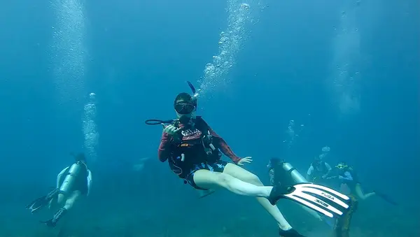 School of Fish Swim and SCUBA