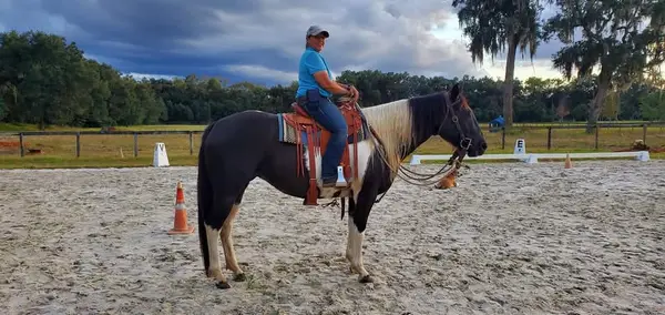 Schuck Equestrian at Diamond Oaks Farm