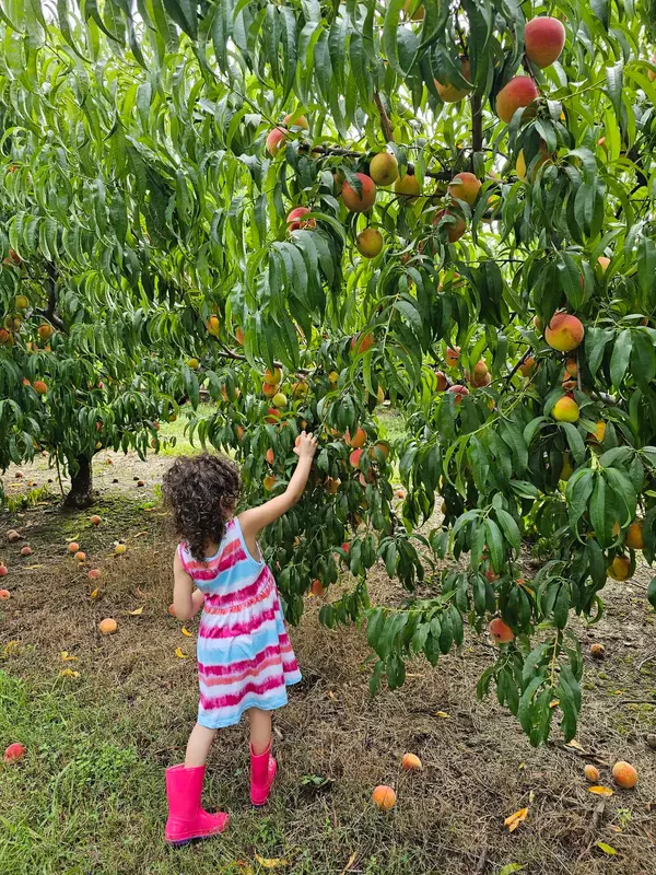 Scotts Orchard, Hazel Green, AL