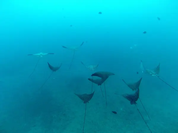 SCUBA Dive Oahu, Hawaii | Honolulu Honu Divers