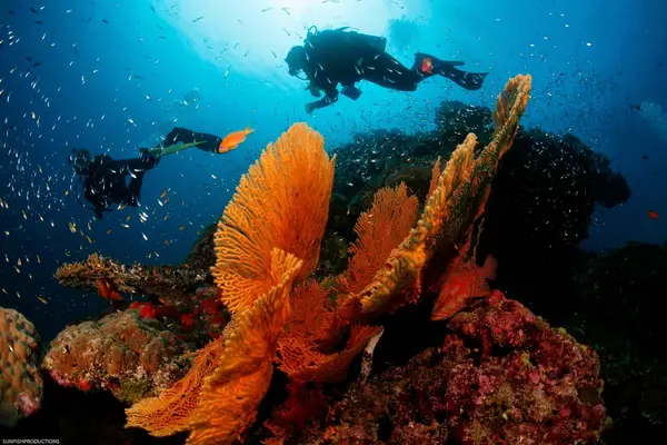 Scuba Guru - Diving Certification and Classes