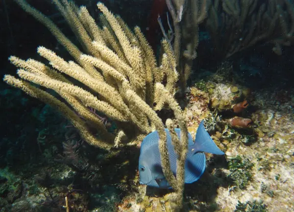 Scuba One Dive Center