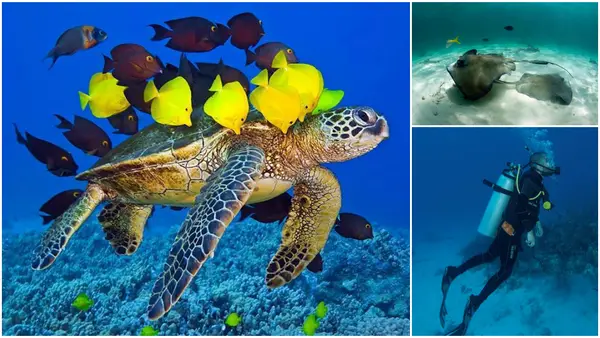 SCUBA Professional Education Dive School