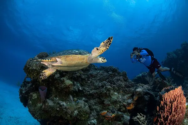 Scuba Sensations