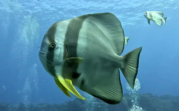 Scuba World Diving Mauritius- PADI 5 Star Dive Resort