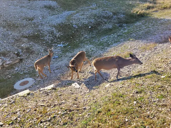 Sépaq Anticosti, photo 2