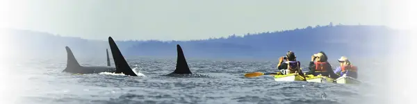 Sea Quest Kayak Tours, Friday Harbor, WA