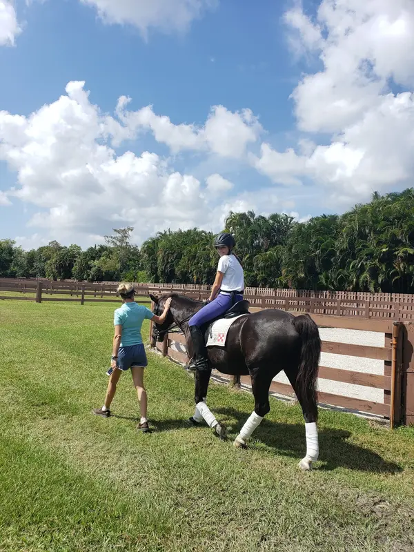 Seahorse Stables of Wellington